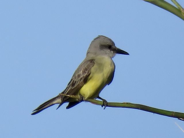 Tropical Kingbird