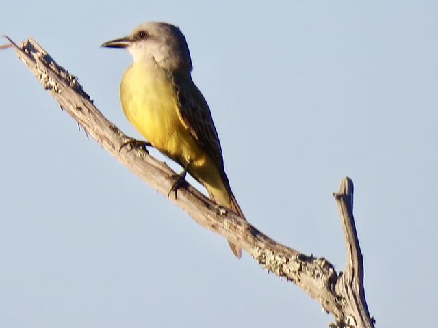 Tropical Kingbird