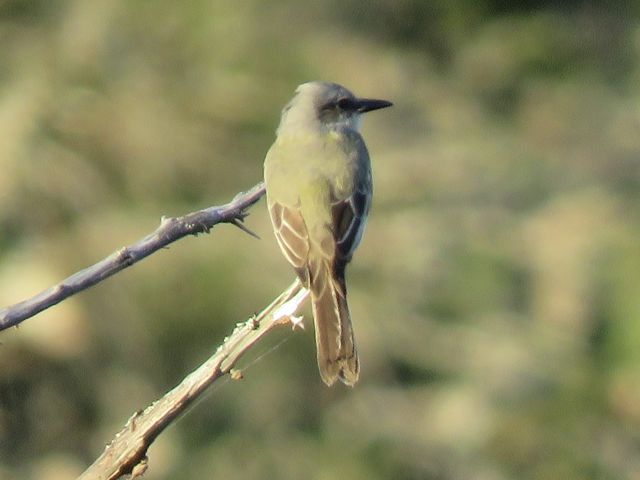 Tropical Kingbird