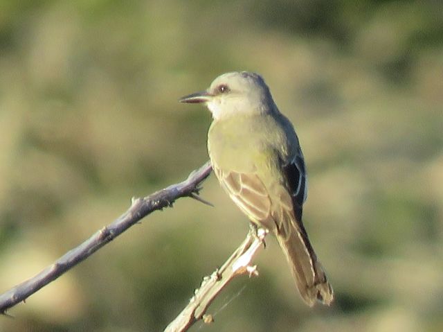 Tropical Kingbird