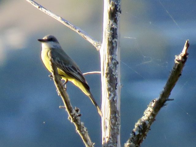 Tropical Kingbird