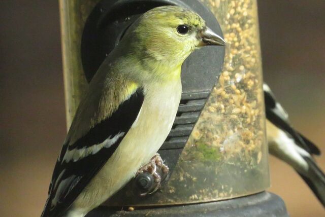 American Goldfinch