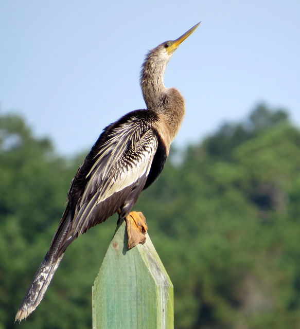 Anhinga