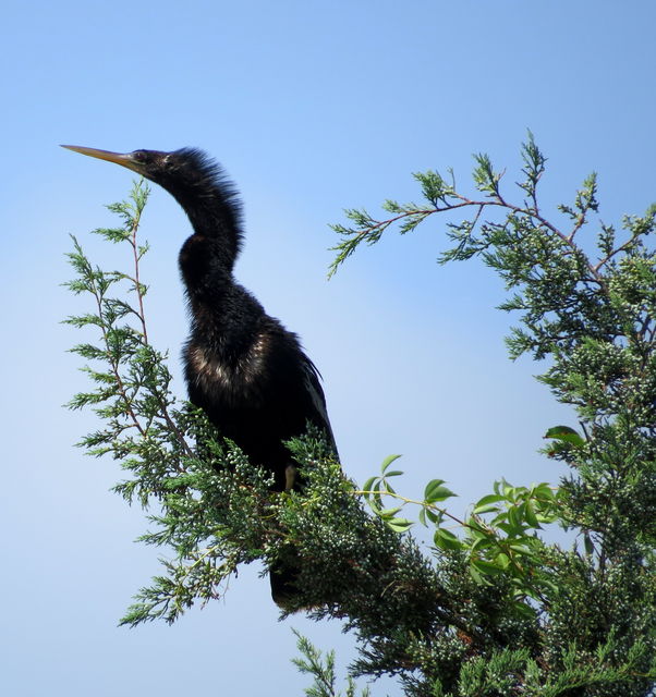 Anhinga