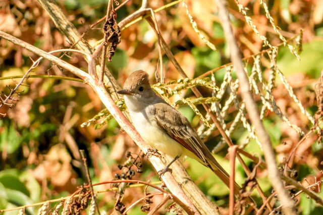 Ash-throated Flycatcher