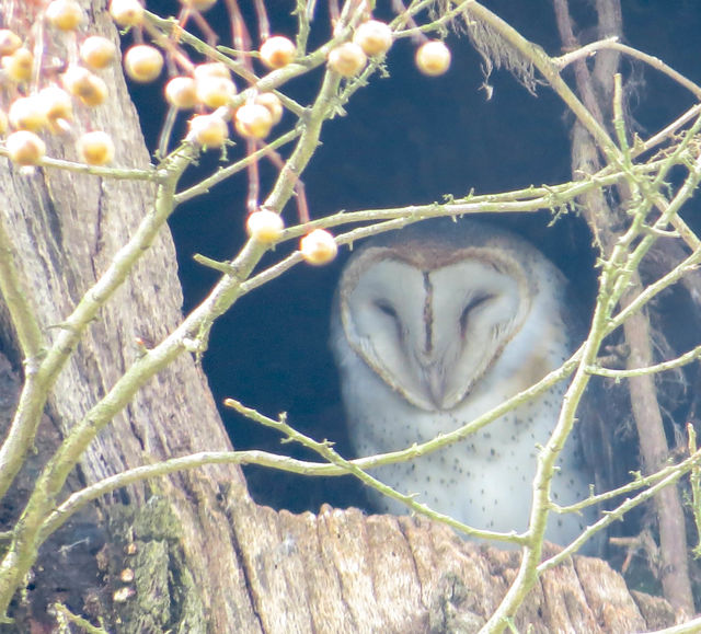 Barn Owl