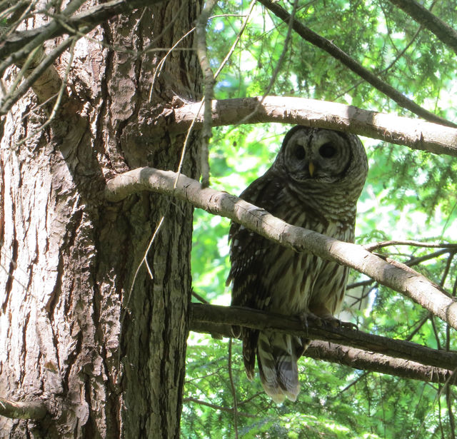 Barred Owl