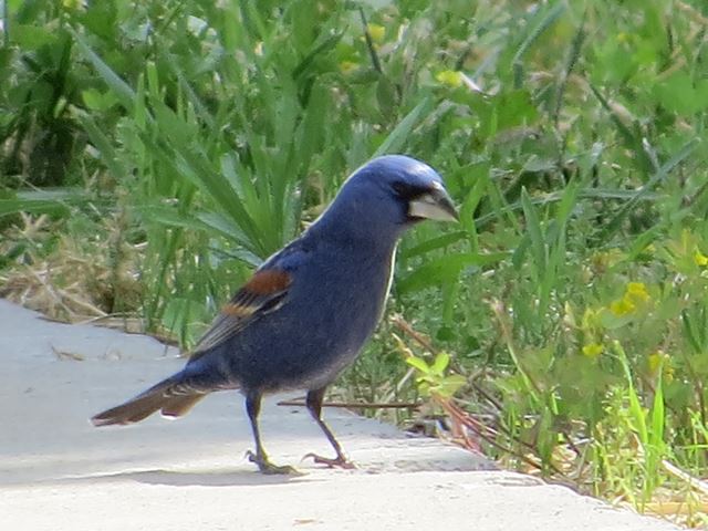 Blue Grosbeaks