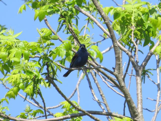 Blue Grosbeaks