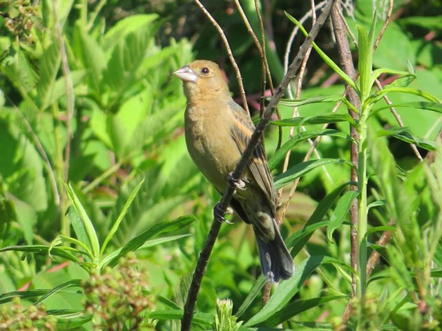 Blue Grosbeaks