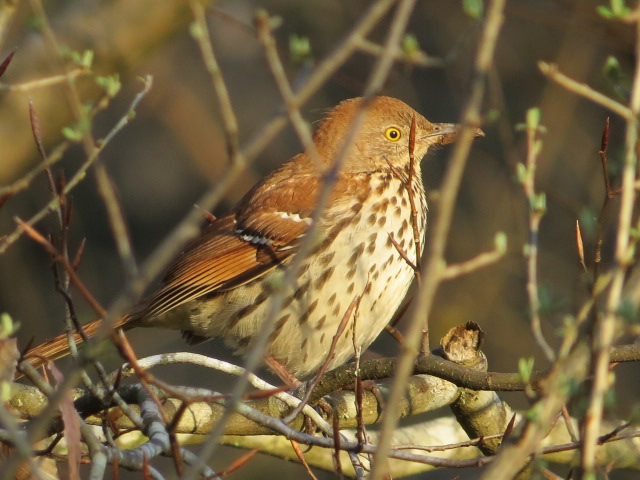 Brown Thrashers