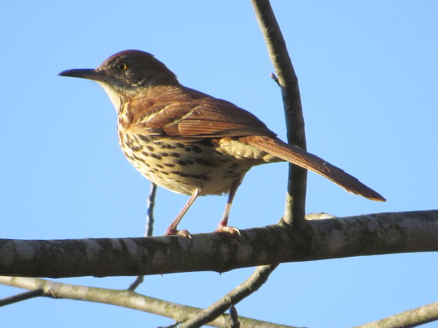 Brown Thrashers