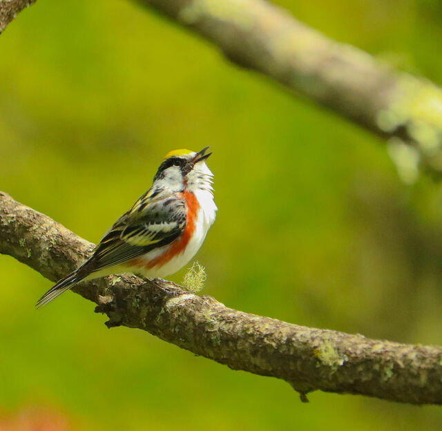 Chestnut-sided Warbler