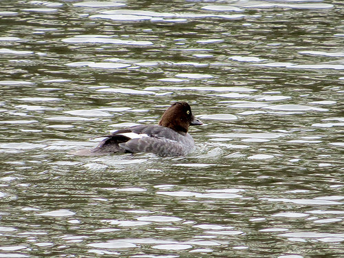 Common Goldeneye