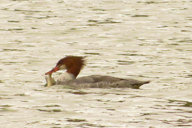 Common Merganser