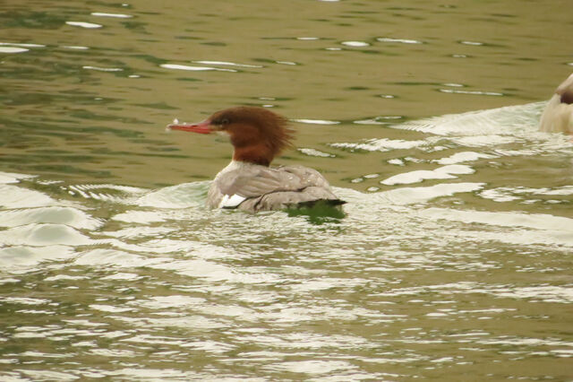 Common Merganser