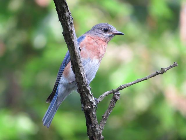 Eastern Bluebirds