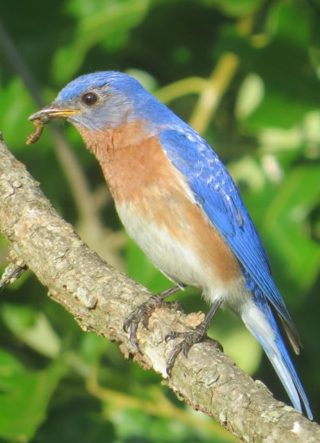 Eastern Bluebirds