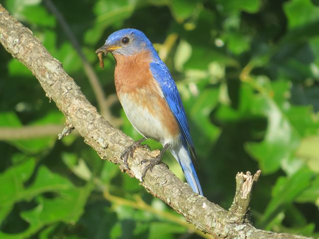 Eastern Bluebirds