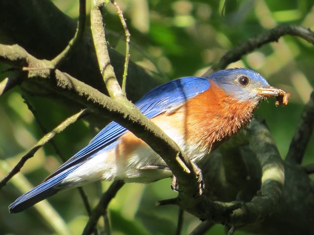 Eastern Bluebirds