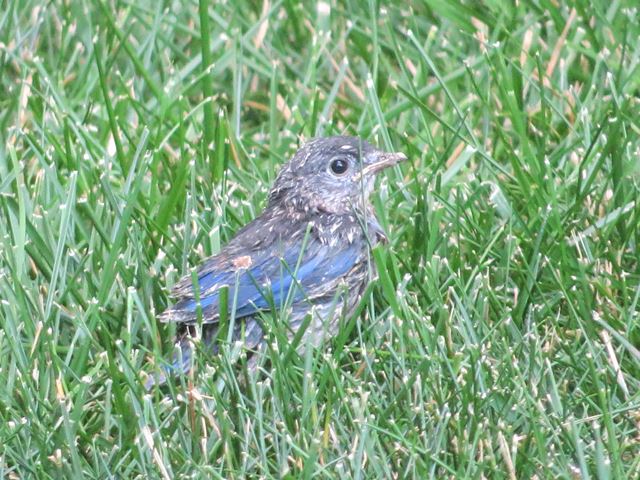 Eastern Bluebirds