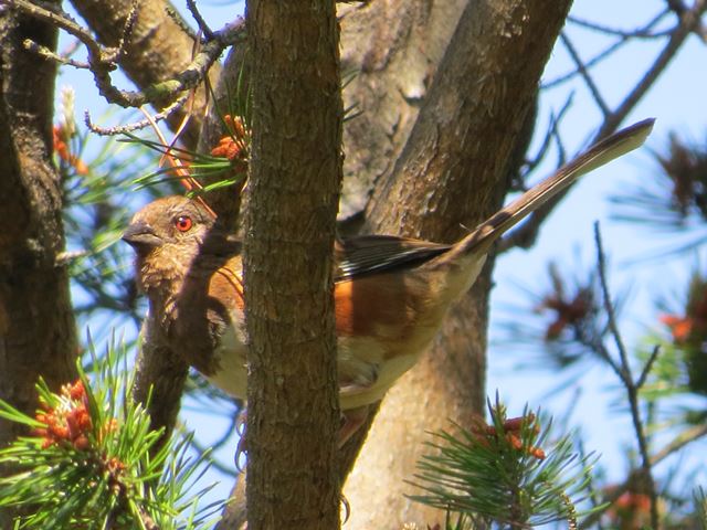 Eastern Towhees