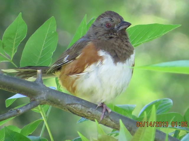 Eastern Towhees