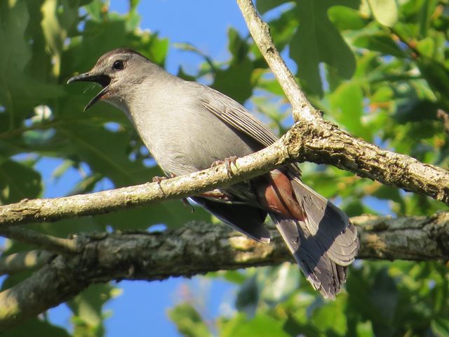 Gray Catbirds