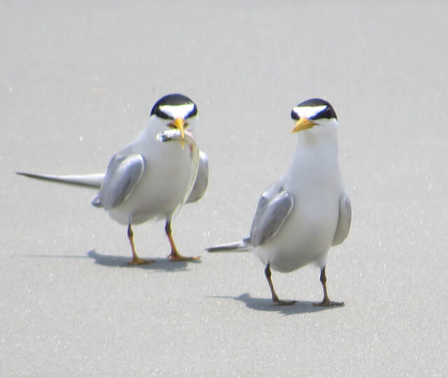 Least Tern