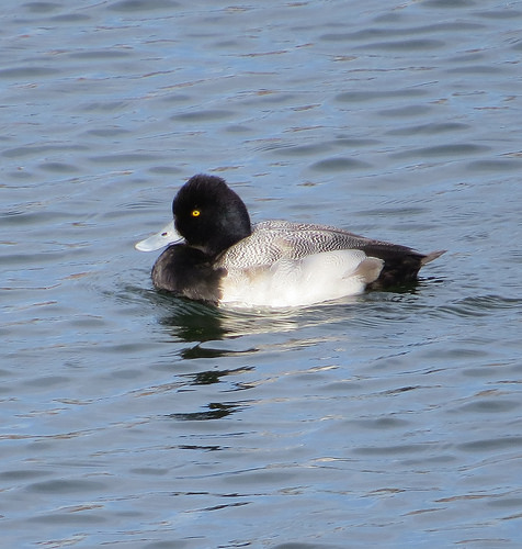 Lesser Scaup