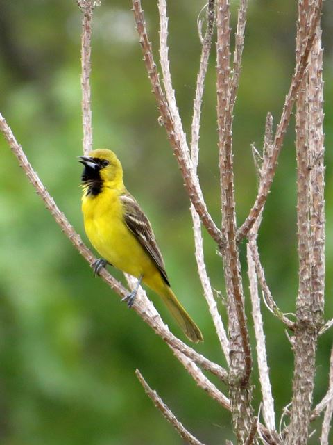 Orchard Oriole