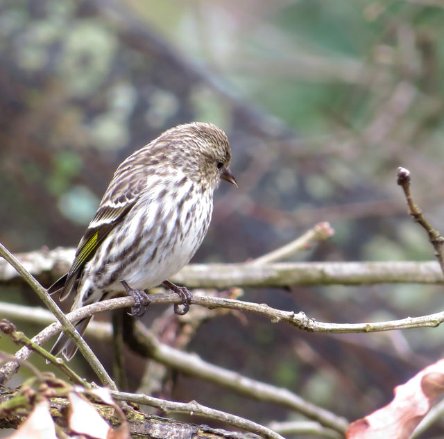 Pine Siskin