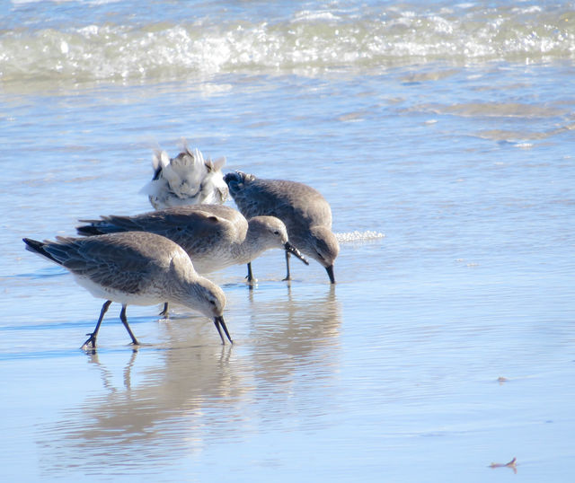 Red Knot