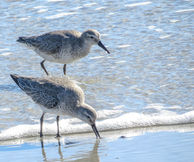 Red Knot