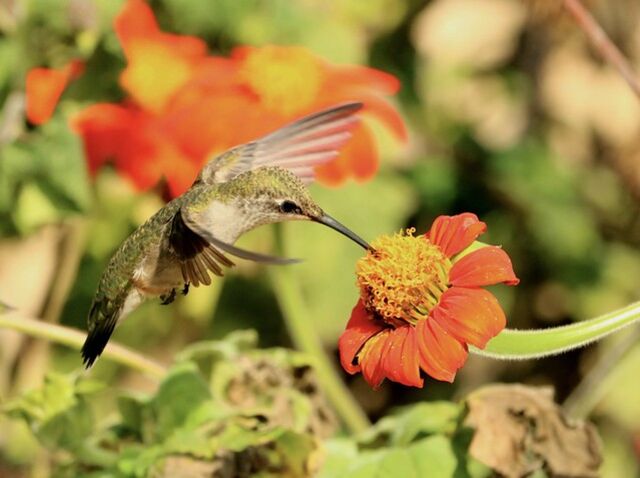 Ruby-throated Hummingbird