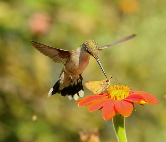 Ruby-throated Hummingbird