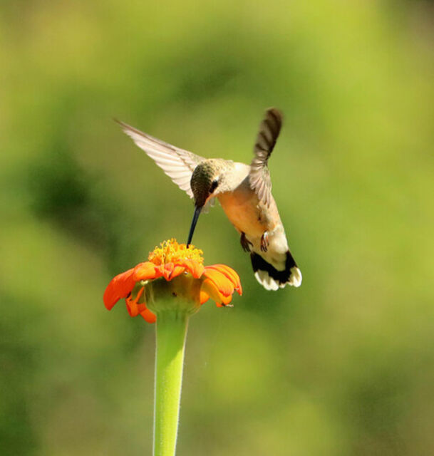 Ruby-throated Hummingbird