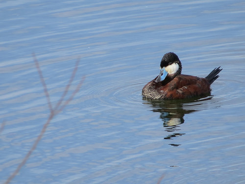 Ruddy Duck