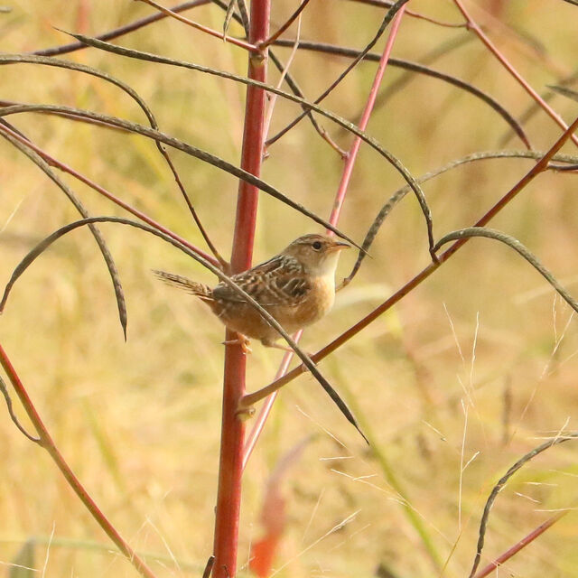 Sedge Wren