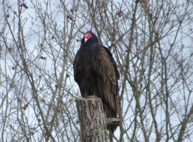 Turkey Vulture