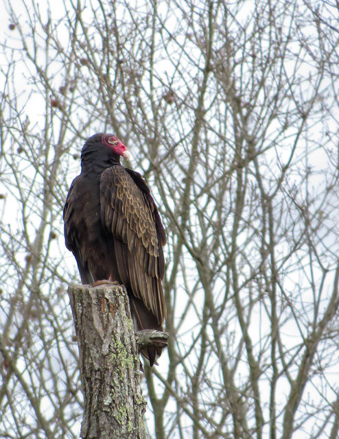 Turkey Vulture