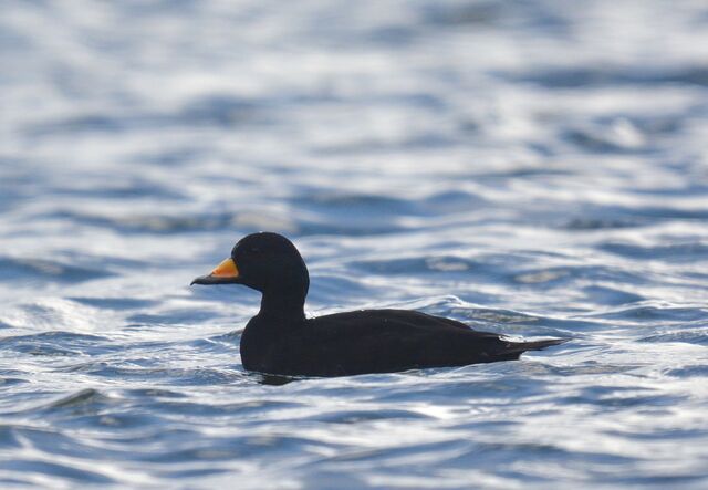 Black Scoter