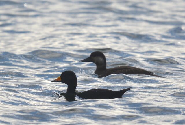 Black Scoter