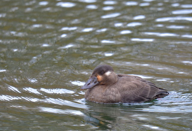 Surf Scoter