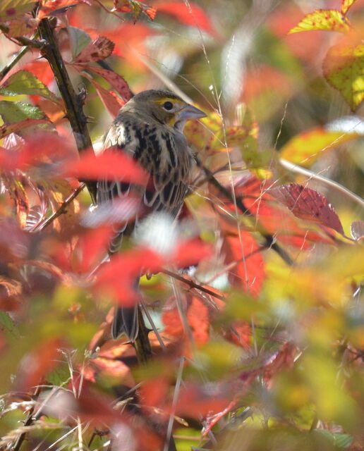 Dickcissel