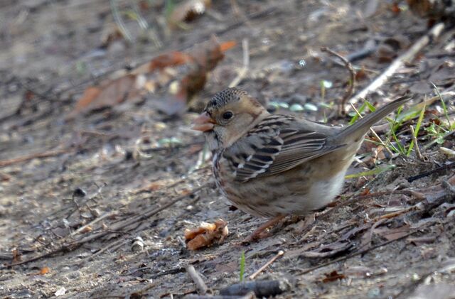 Harris's Sparrow