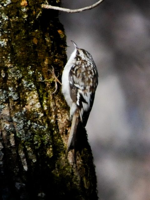 Brown Creeper