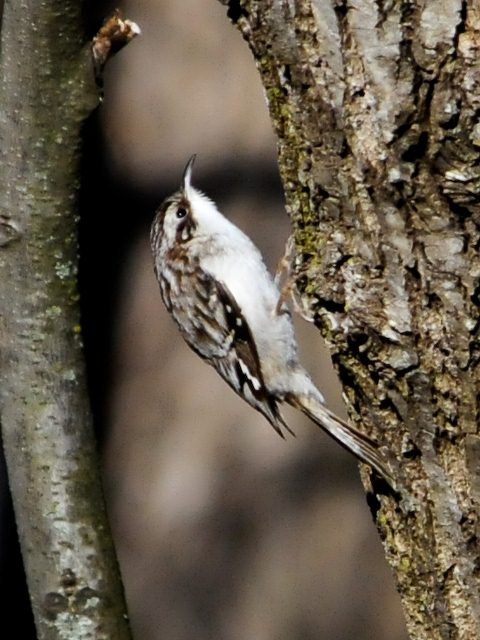 Brown Creeper