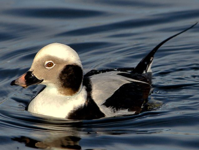 Long-tailed Duck