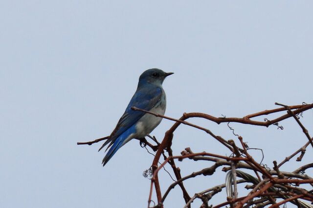 Mountain Bluebird